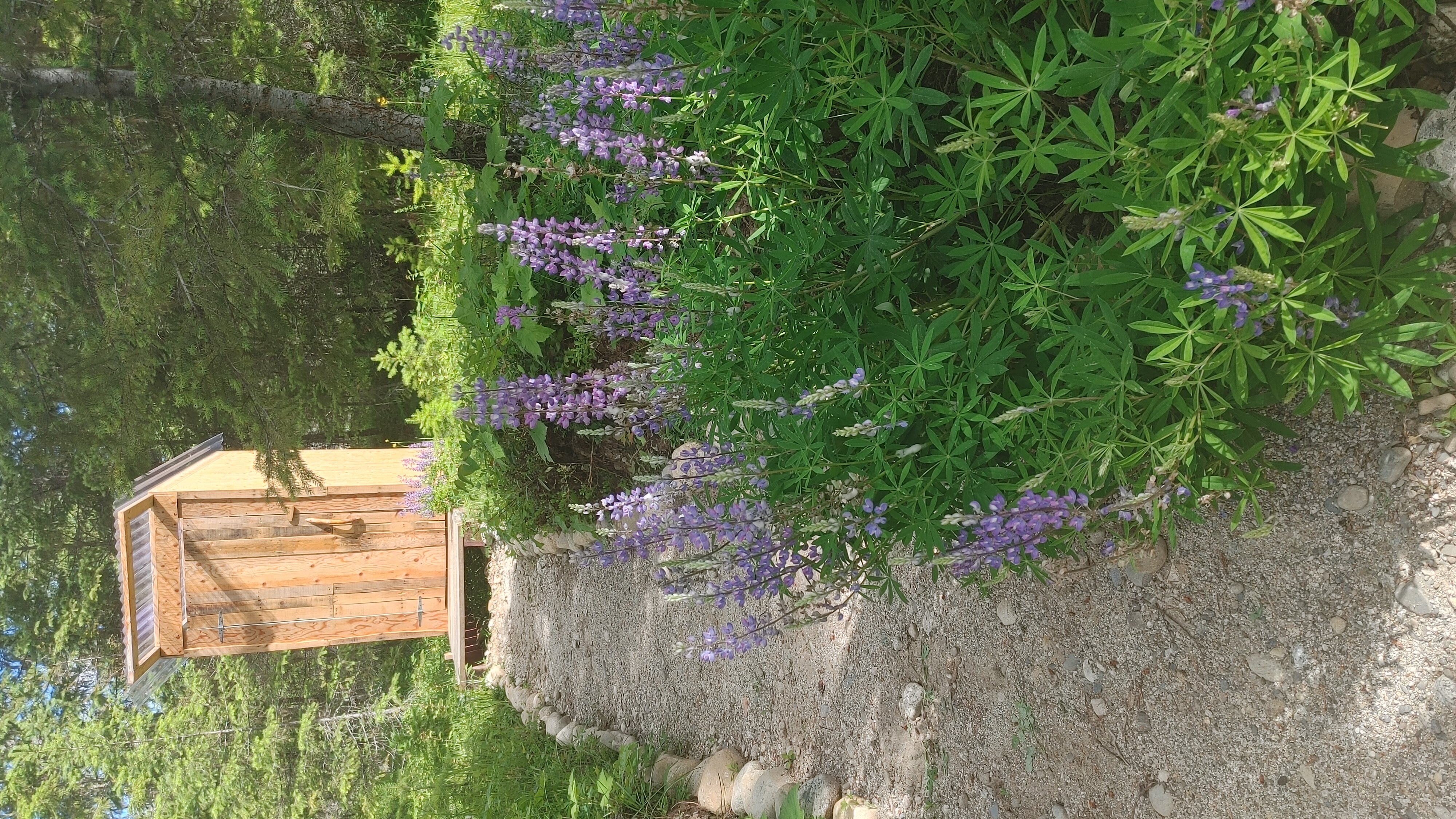 outhouse in bloom